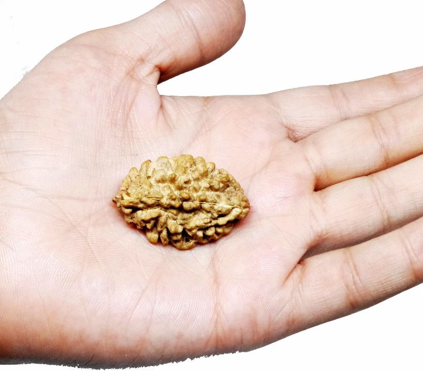 2 Mukhi Lab Certified 100% Original And Natural Java Oriented Nepali Unisex Rudraksha Of Chanting Mantras By Sadhus For The Solutions Of Life Problems Wood Pendant
