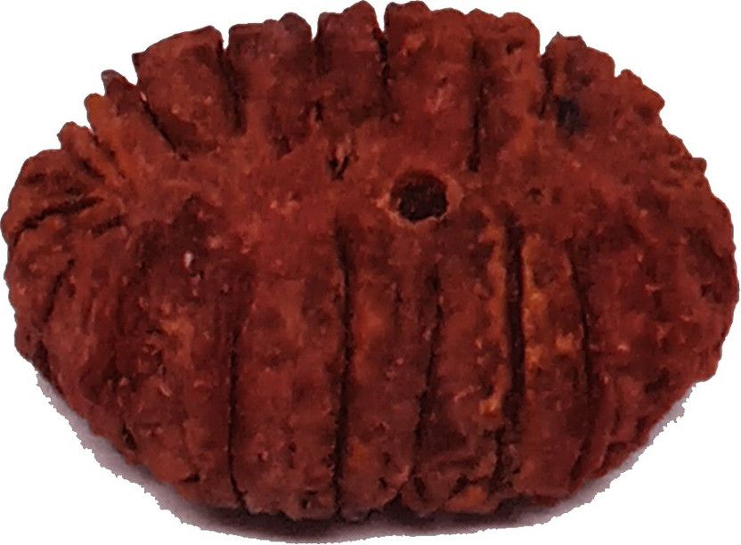 16 Mukhi 100% Original And Natural Java Oriented Nepali Unisex Rudraksha Of Chanting Mantras By Sadhus For The Solutions Of Life Problems Wood Pendant