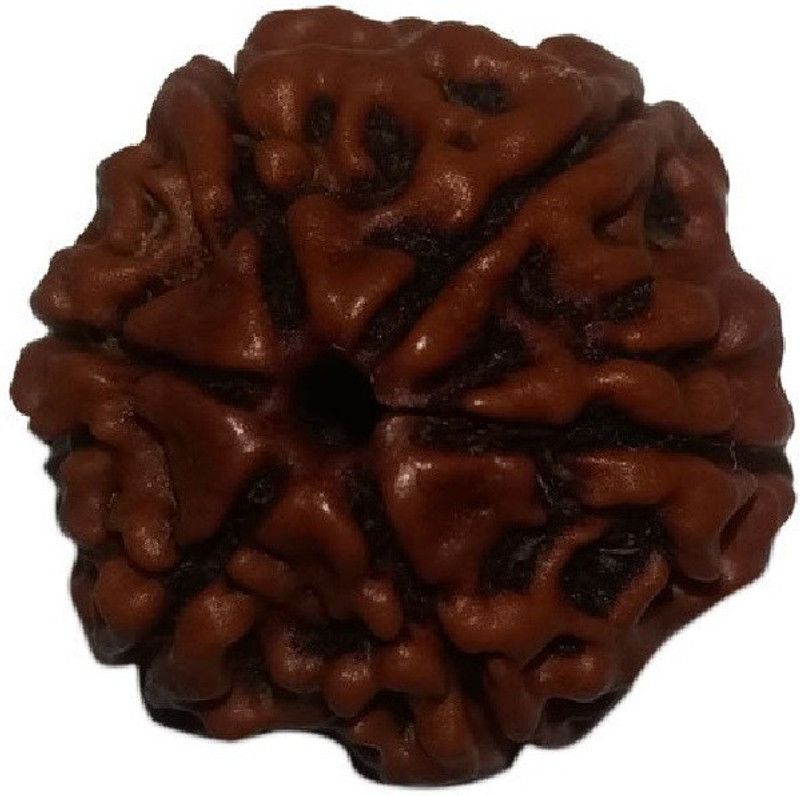 100 % Original & Natural Six Face / 6 Mukhi Rudraksha With JGL Lab Wood