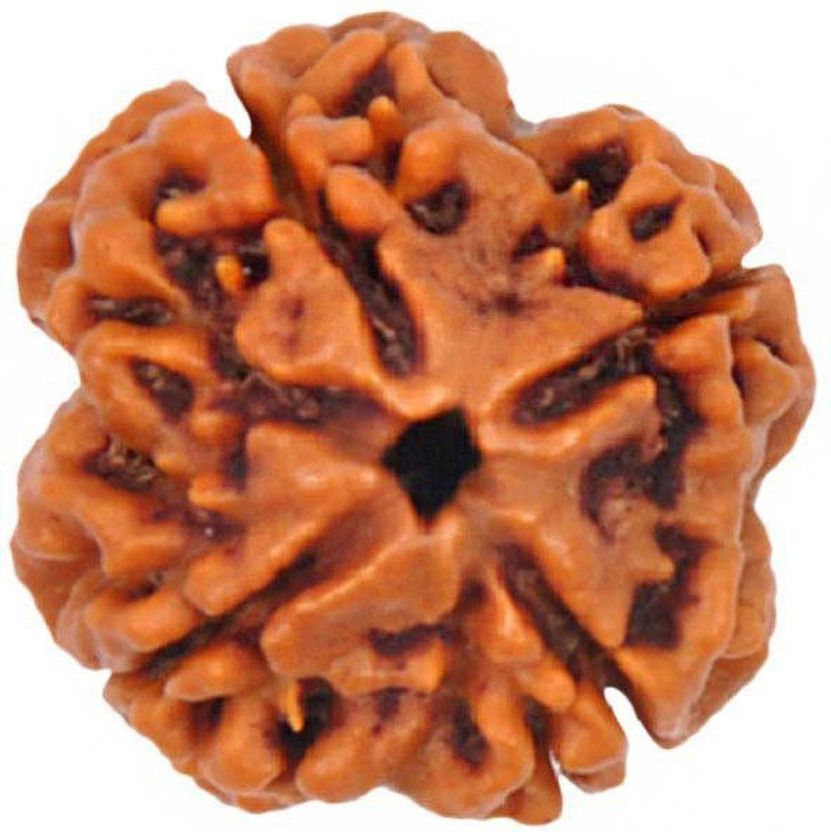 4 Mukhi Rudraksha Beads Wood