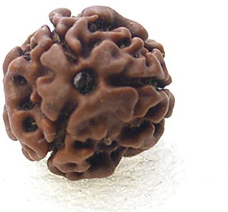 Natural 3 mukhi rudraksha with lab Certified / 6.4 Cts Wood Pendant