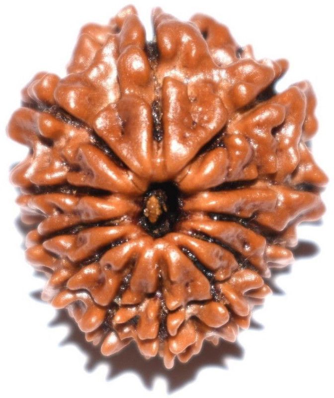 Natural Twelve Face /12 Mukhi Rudraksha Wood