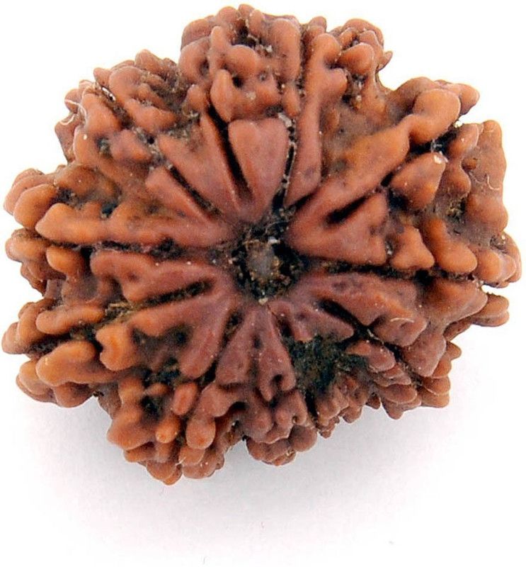 9 Mukhi Rudraksha Original NEPAL Wood Pendant