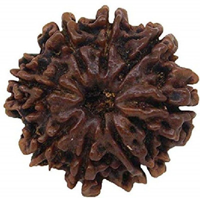 100 % Original & Natural Eight Face / 8 Mukhi Rudraksha Wood