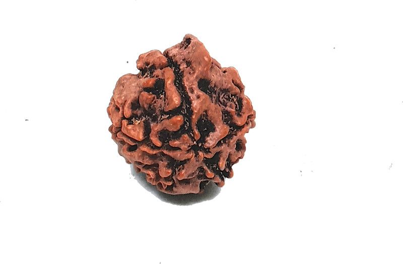 Ganesh Rudraksha 100% Original And Natural Java Oriented Nepali Unisex Rudraksha Of Chanting Mantras By Sadhus For The Solutions Of Life Problems Wood Pendant