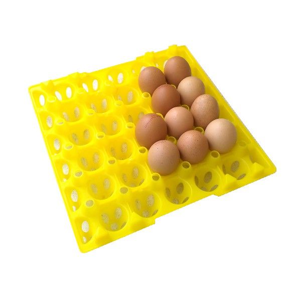 1 PCS Plastic Egg Tray- Multicolour