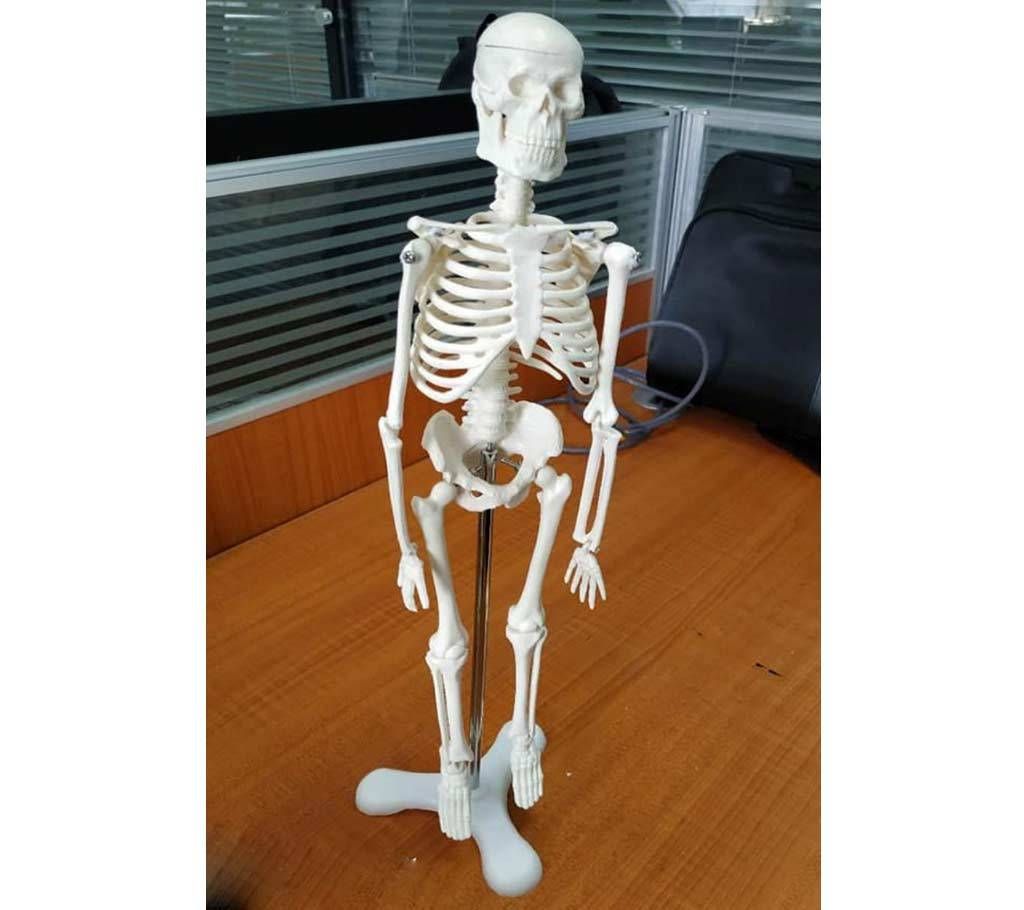 Axis Scientific Life Size Skeleton Model