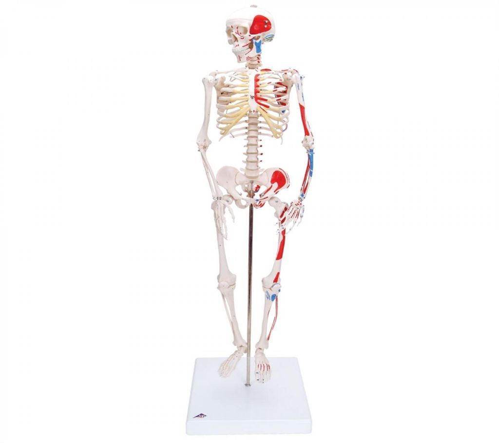 PVC Human Body Bone Set