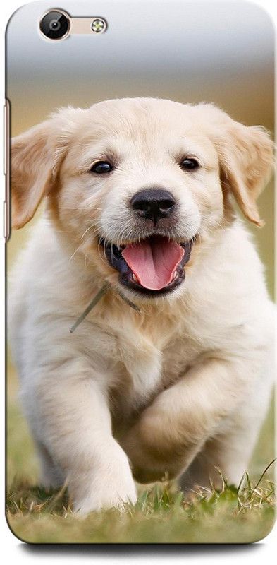 GRAFIQE Back Cover for Vivo Y66/ Vivo Y67 1609 DOG, CUTE DOG, DOG LOVE, FUNNY DOG  (Multicolor, Shock Proof, Pack of: 1)