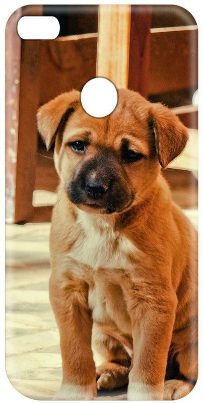 Smutty Back Cover for Oppo F5, CPH1723, CPH1727 - Pug Dog Print  (Multicolor, Hard Case, Pack of: 1)