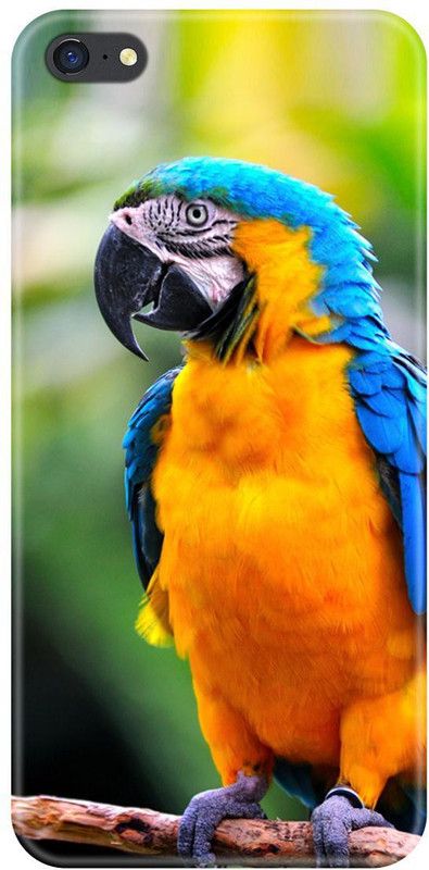 Smutty Back Cover for Oppo F1s, A1601 - Parrot Print  (Multicolor, Hard Case, Pack of: 1)