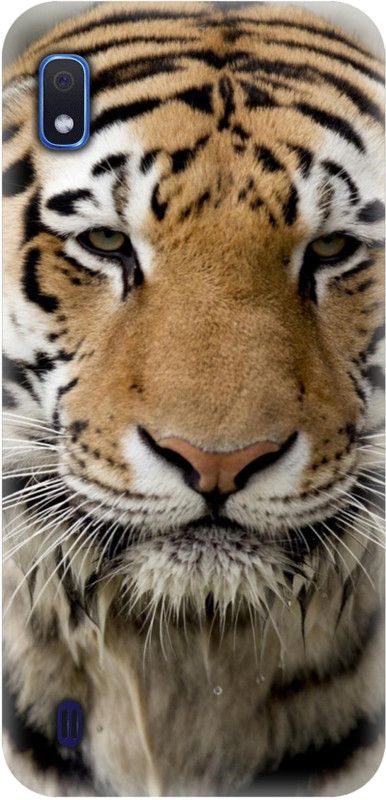 Smutty Back Cover for Samsung Galaxy A10, SM-A105F, SM-A105G - Tiger Print  (Multicolor, Hard Case, Pack of: 1)