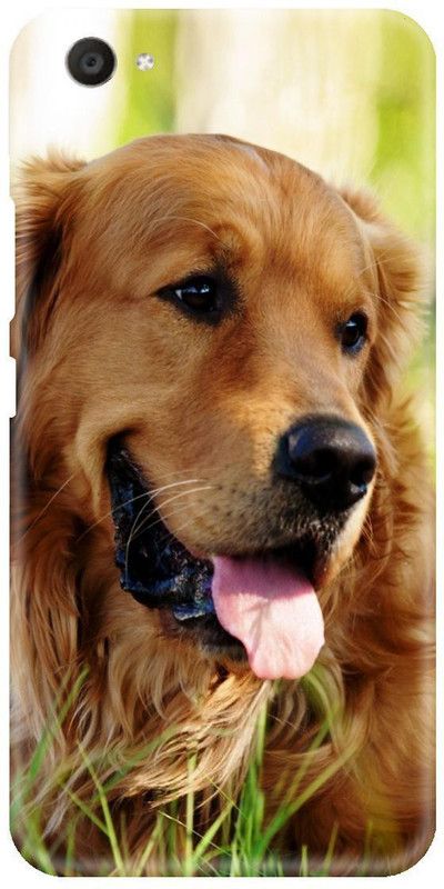 Smutty Back Cover for Vivo Y81i, Vivo 1812 - Dog Print  (Multicolor, Hard Case, Pack of: 1)