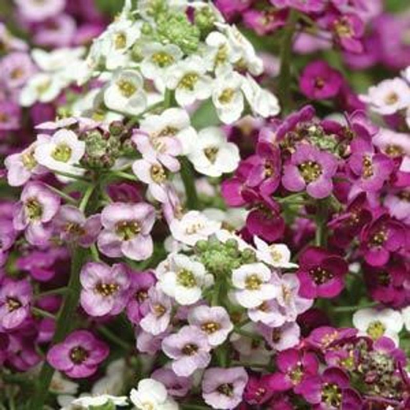 Mozette Exotic sweet allysum Seed  (32 per packet)