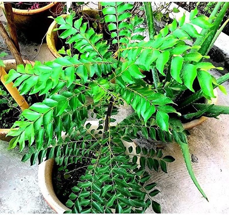 Chalisa Curry Leaves, Curry Leaf, Kadipatta Seed  (46 per packet)