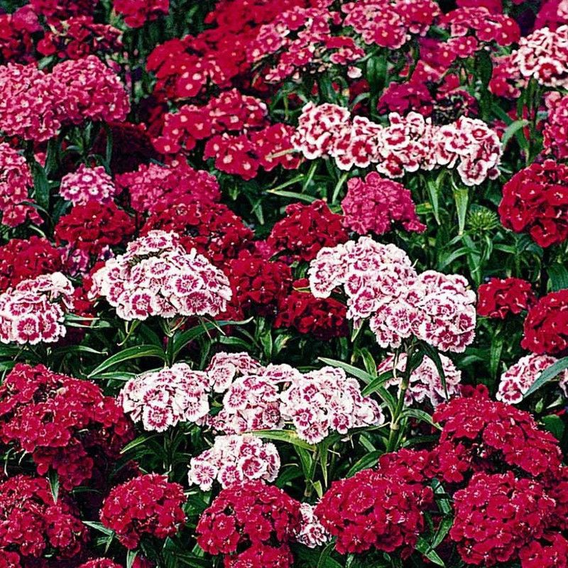 Nodoc Sweet william Seed  (46 per packet)