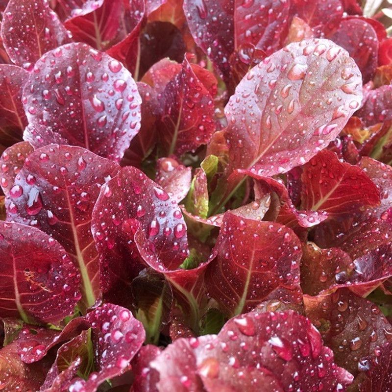 Nodoc Organic red lettuce Seed  (38 per packet)