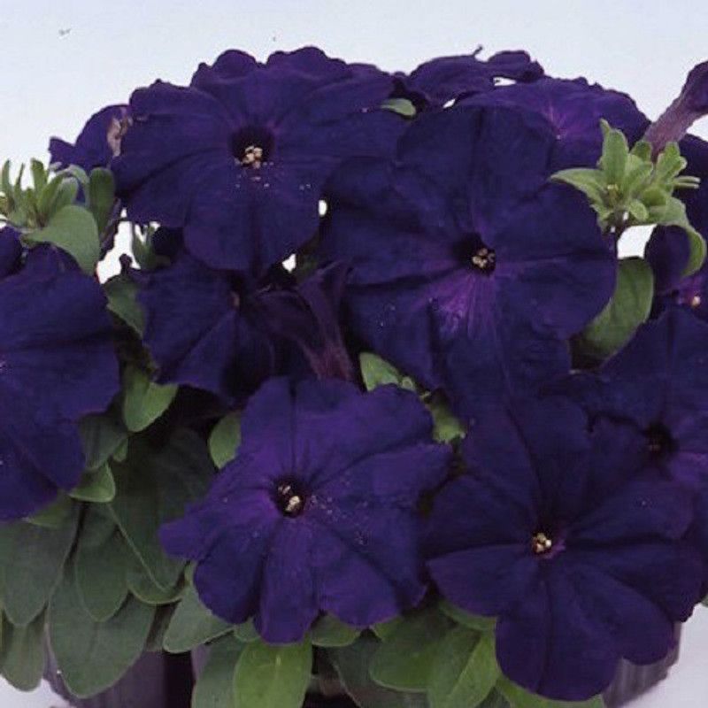 WHADE Mambo Blue Petunia Seed  (70 per packet)