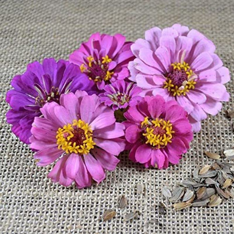 VibeX XL-29 - Magenta Pink Giant Zinnias - (90 Seeds) Seed  (90 per packet)