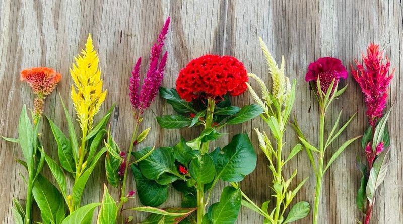 Mozette Cocksomb flower Seed  (38 per packet)