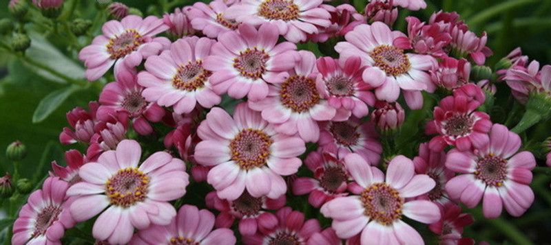 PMB Exotic cineraria Seed  (39 per packet)