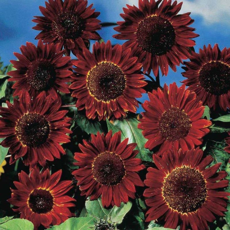 KANAYA Sunflower Mix Color Flower Seed  (155 per packet)