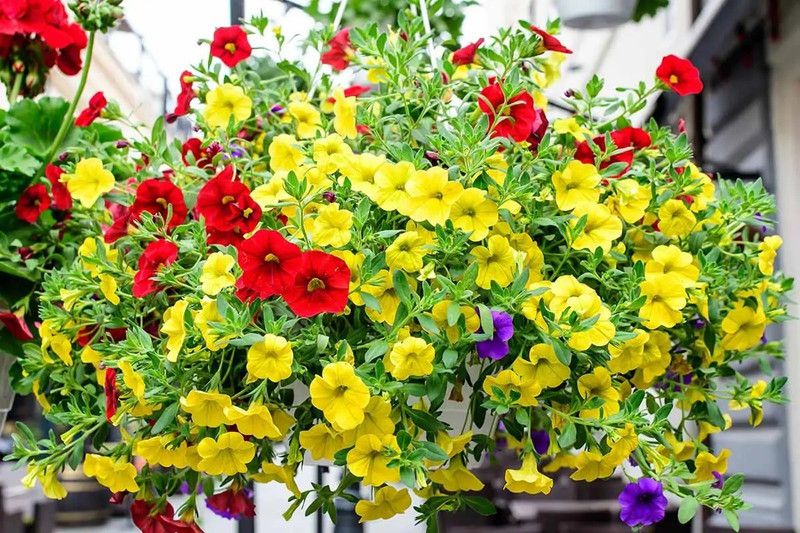 WHADE Mix petunia flower Seed  (70 per packet)