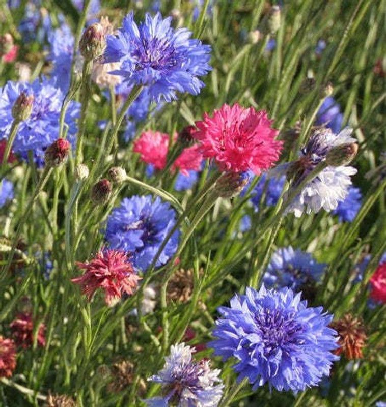 XOLDA Cornflower Mix flower Seed  (46 per packet)