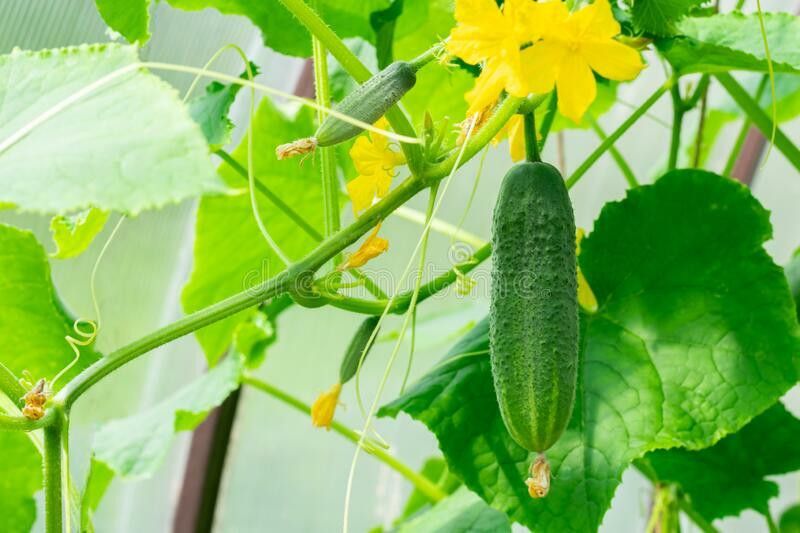 Faabiie Kheera Cucumber Khira Cucumis Sativus Plant Seed  (100 per packet)