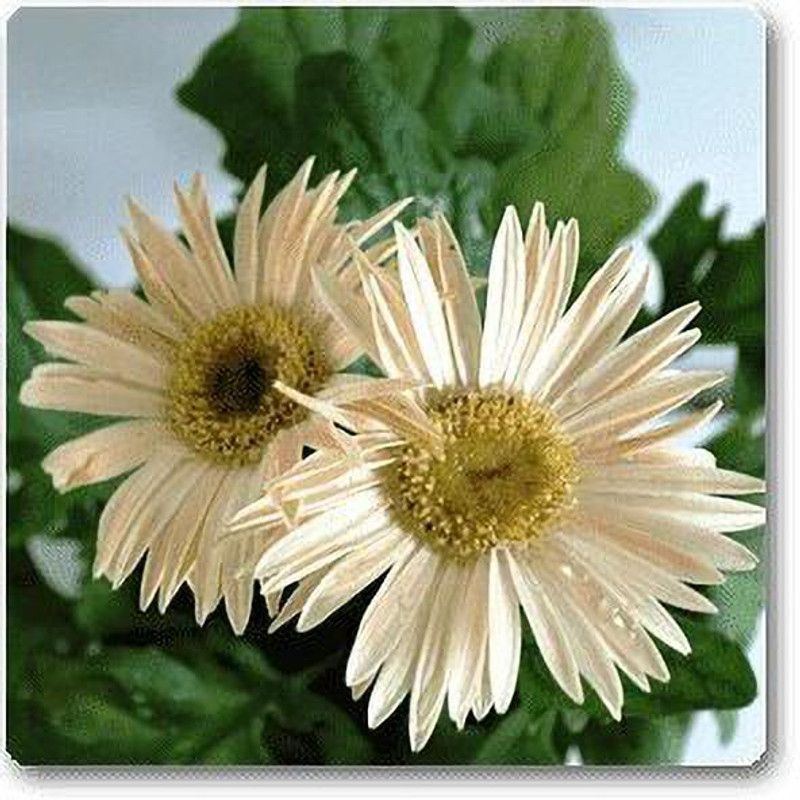 Mozette Exotic daisy white Seed  (39 per packet)