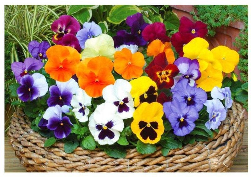 Nodoc Pancy flower Seed  (49 per packet)