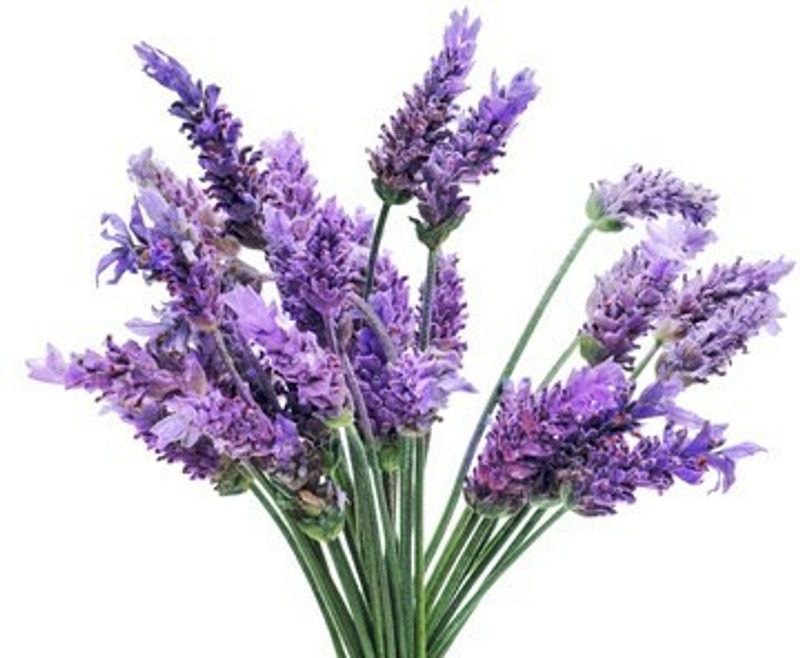 Mozette Organic lavender herb Seed  (34 per packet)