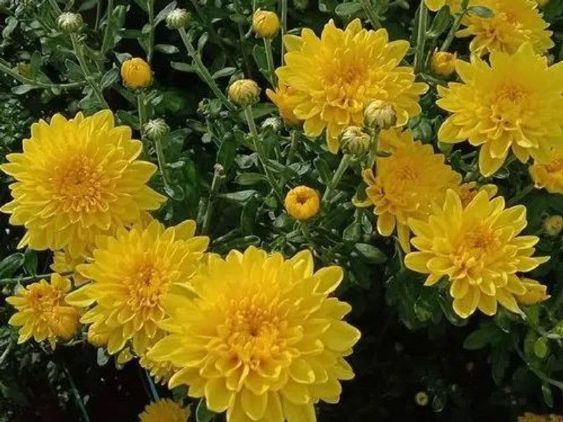 Nodoc Chrysanthemum flower Seed  (49 per packet)