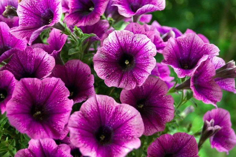 WHADE Rich shades of purple Petunia Flower Seed  (70 per packet)