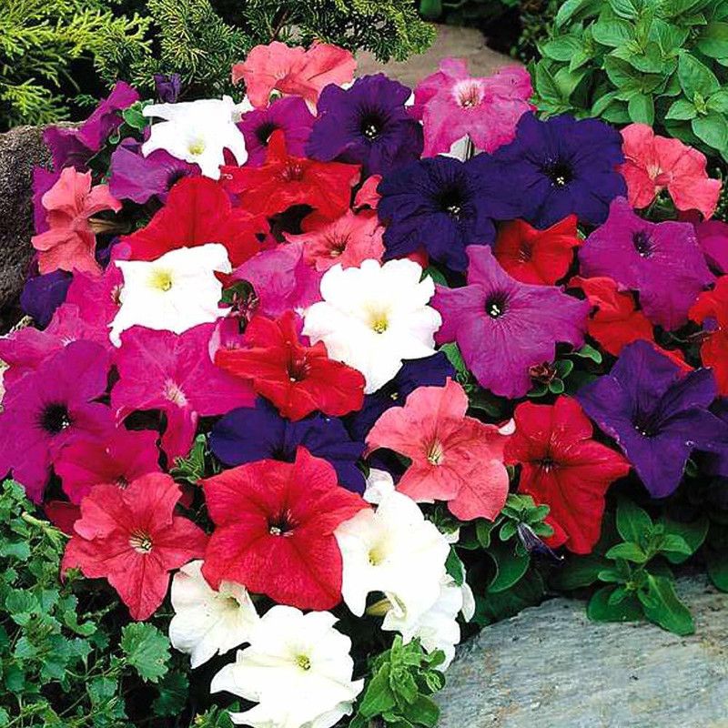 ario Petunia Double Flower Seeds F1 Hybrid Multicolor For Home Gardening Seed  (30 per packet)