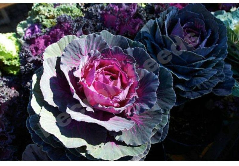 PMB Organic ornamental kale herb Seed  (24 per packet)