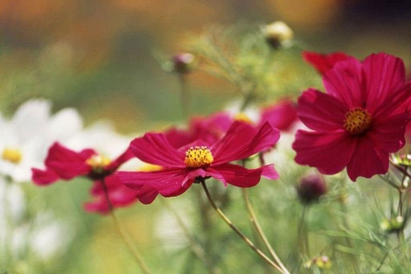 CYBEXIS Hybrid COSMOS - GAZEBO RED Seed  (50 per packet)