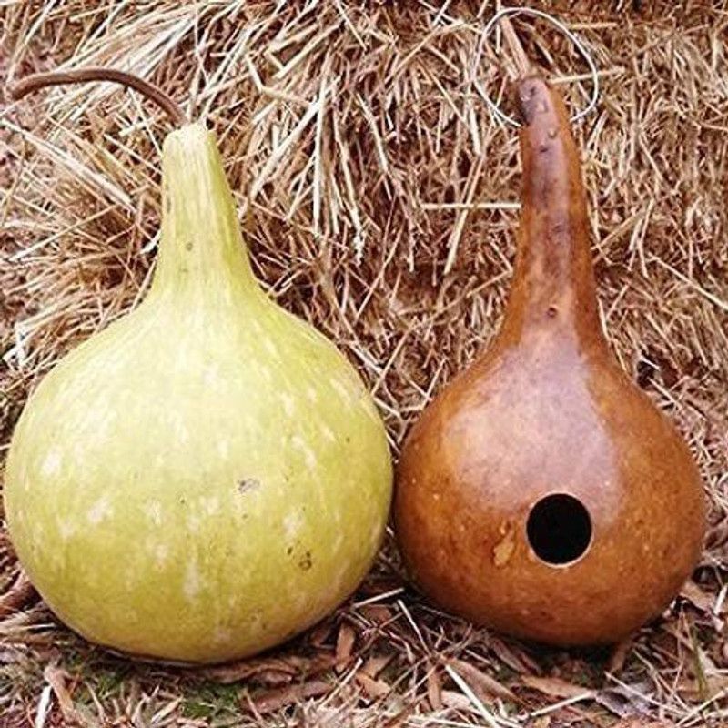 VibeX LXI-90 - Traditional Large Birdhouse or Bottle Gourd - (300 Seeds) Seed  (300 per packet)