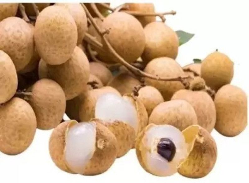 MAA Litchi, Lichi, Lychee Seed  (21 per packet)
