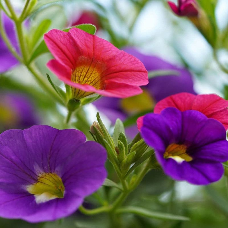 ario Petunia Ultra Star Mixed Flower Seed  (52 per packet)