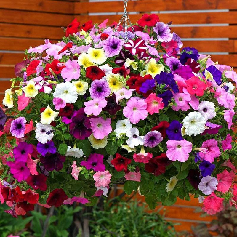 ario Petunia Mix Color Flower Seed  (64 per packet)