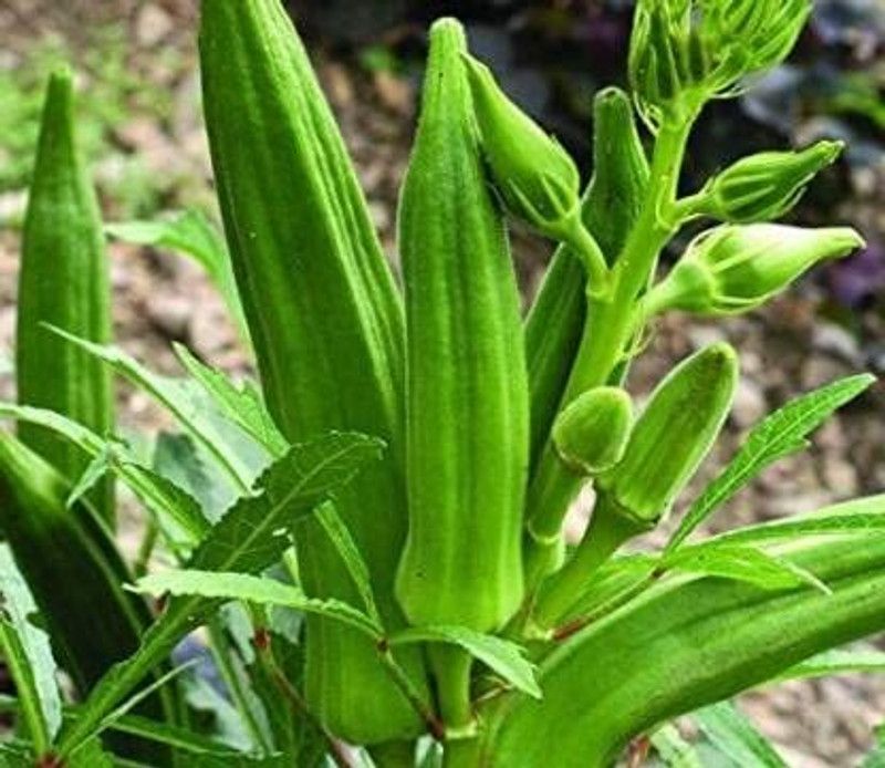 BHAI PLEASE DEKH LE Ladyfinger Seed  (80 per packet)