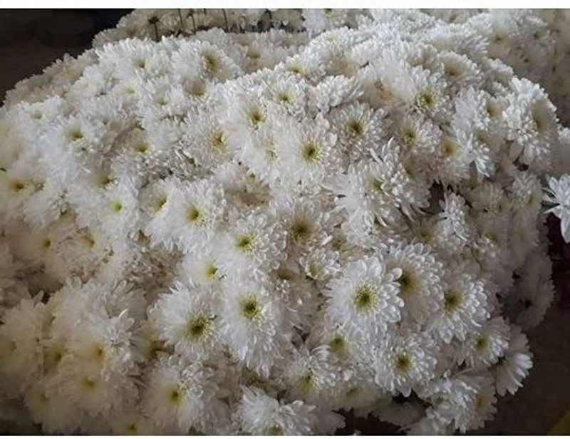 KANAYA Chrysanthemum Flower Seed  (110 per packet)
