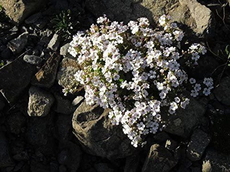 CYBEXIS Seeds CERASTIOIDES Pixie Splash Mouse-Ear gypsophila Seed  (50 per packet)