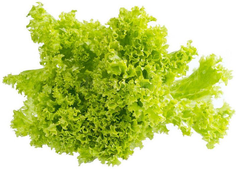 PMB Organic lettuce curly Seed  (32 per packet)
