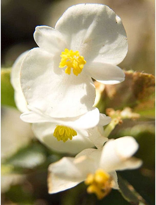 CYBEXIS Fibrous Begonia Cocktail Series Plant Seeds Seed  (25 per packet)