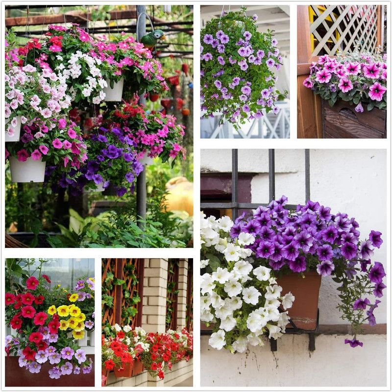 ario Petunia Double Flower Seeds F1 Hybrid Multicolor For Home Gardening Seed  (125 per packet)
