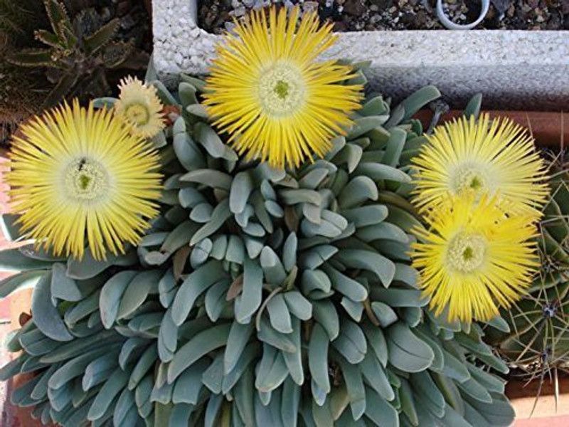 KANAYA Ice Flower / Mesembryanthemum Flower Seed  (50 per packet)
