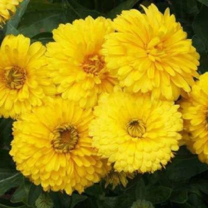 KANAYA Hybrid Calendula Seed  (35 per packet)