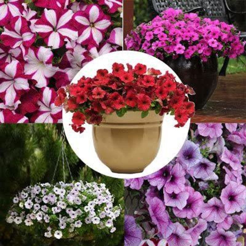 CYBEXIS Petunia - Easy Wave Novelty Collection F1 - Novelty Flower Seeds Seed  (50 per packet)